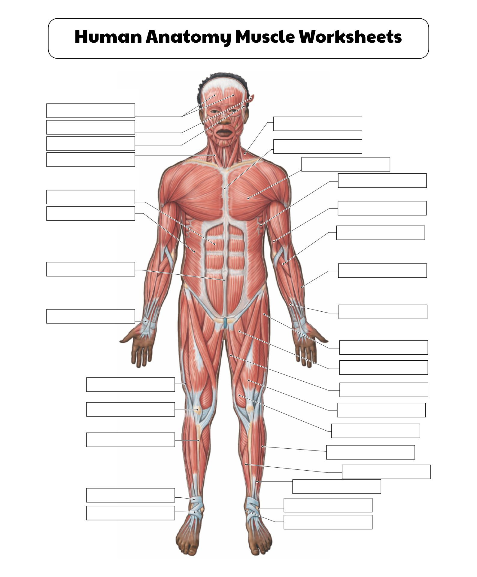 10 Best Printable College Anatomy Worksheets Muscles Pdf For Free throughout Free Printable Human Anatomy Worksheets