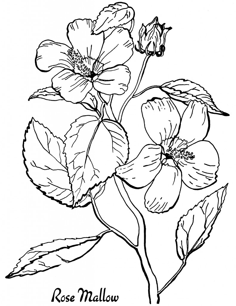 16 Flower Coloring Pages For Adults- All Unique! - The Graphics Fairy inside Free Printable Flower Coloring Pages for Adults