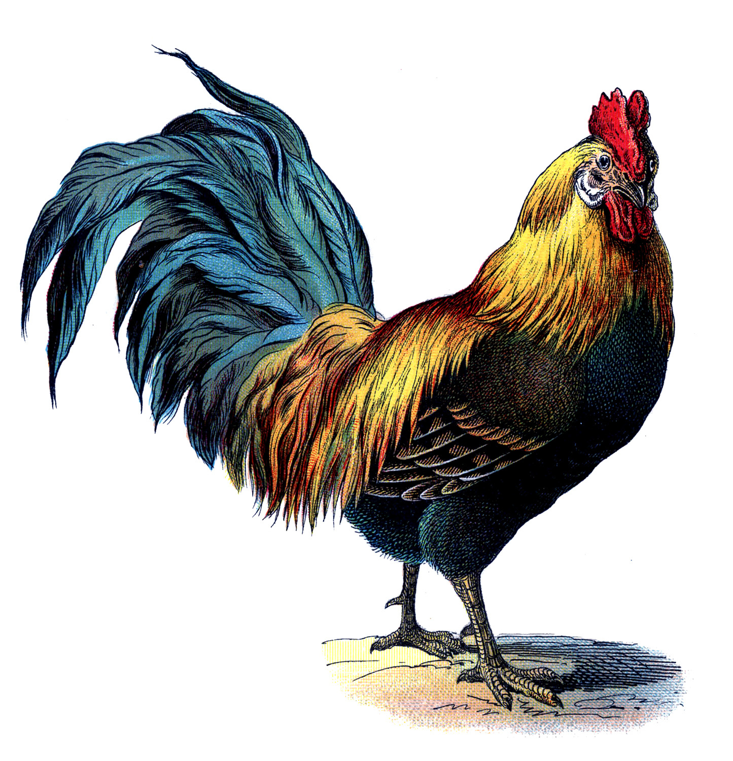 17 Rooster Images! - The Graphics Fairy for Free Printable Pictures of Roosters