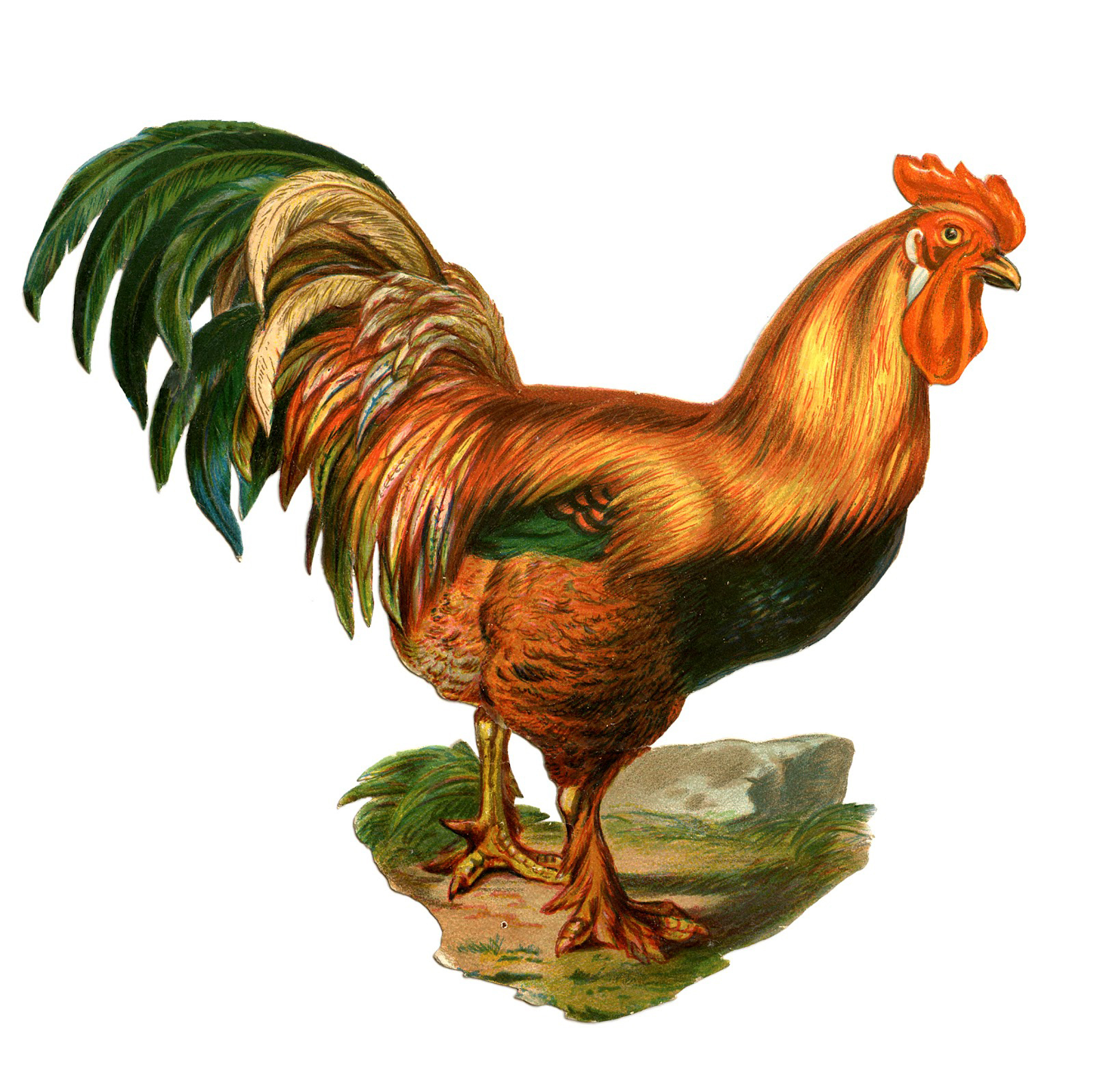 17 Rooster Images! - The Graphics Fairy within Free Printable Pictures Of Roosters