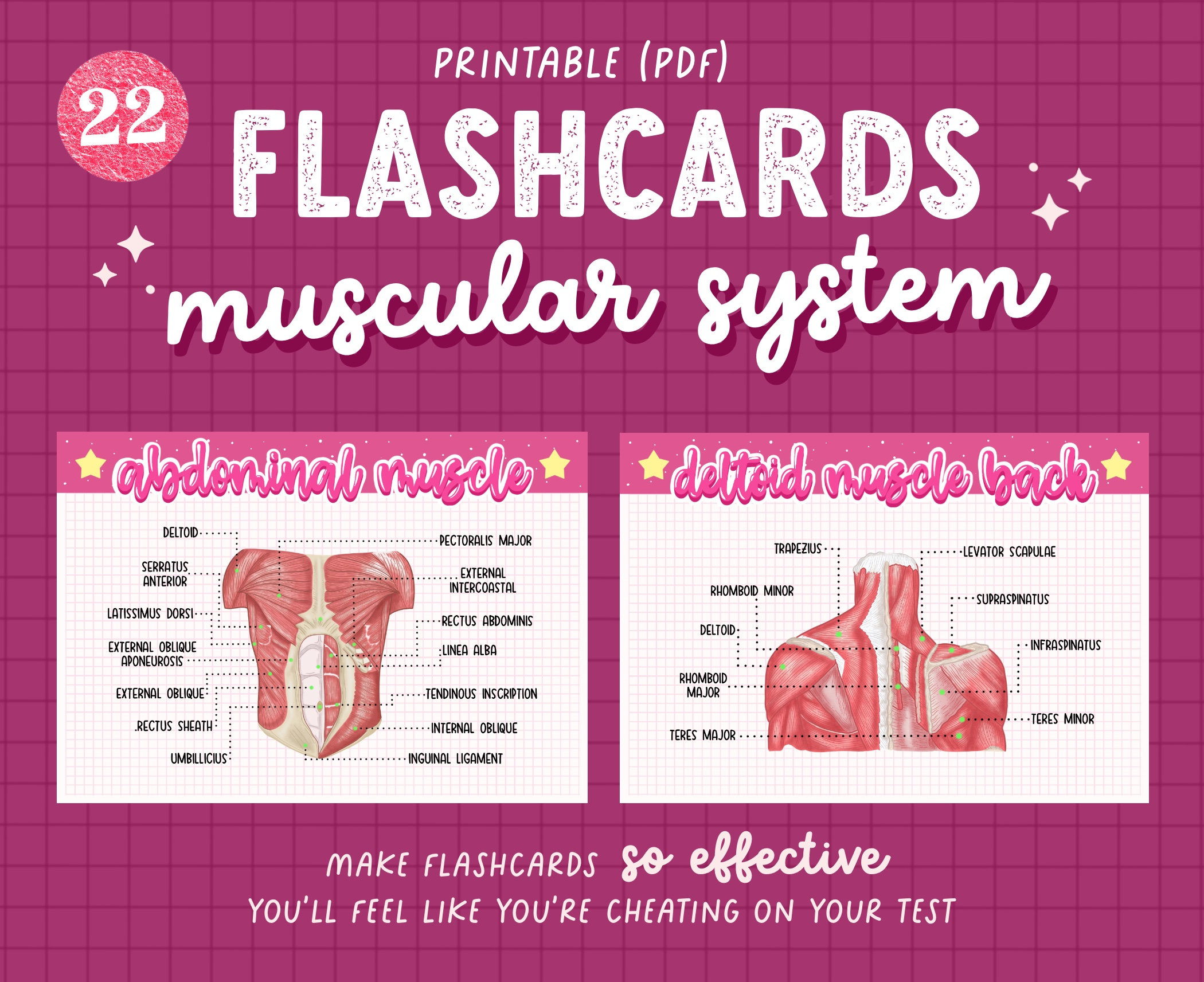 22 Muscular System Anatomy Flashcards - Etsy with Free Printable Muscle Flashcards