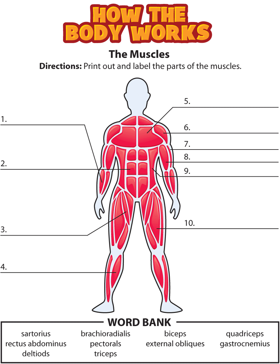 Activity: The Muscles | Human Body Lesson, Human Body Systems intended for Free Printable Muscle Flashcards