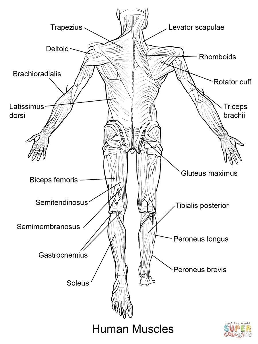 Anatomy Coloring Pages Free Anatomy Coloring Pages 18 Printable intended for Free Anatomy Coloring Pages Printable