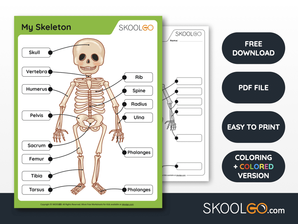 Free Anatomy Printable Worksheets - Skoolgo intended for Free Printable Human Anatomy Worksheets