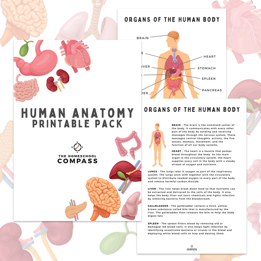 Free Human Anatomy Printable Pack - Homeschool Compass intended for Free Printable Anatomy Pictures