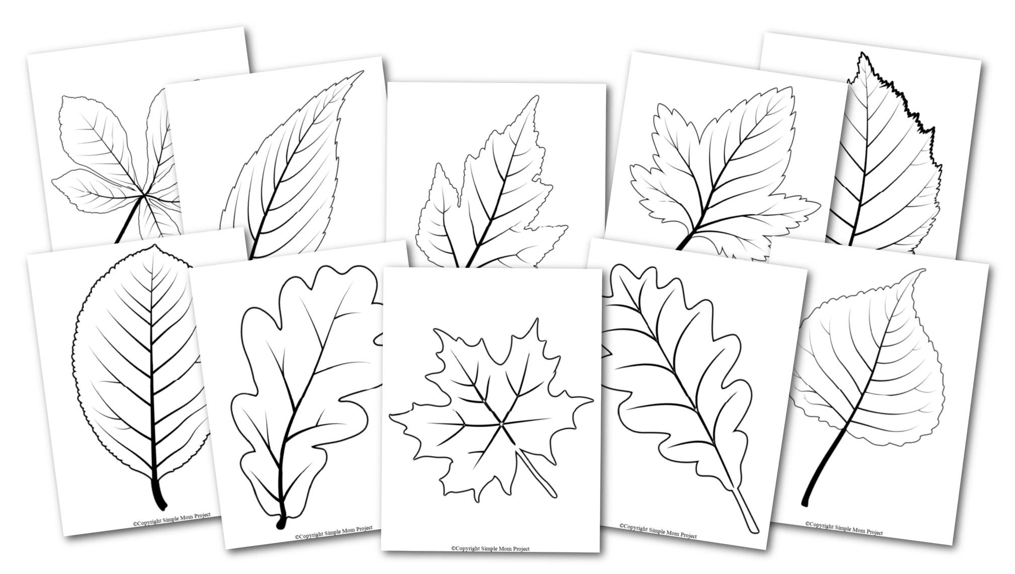 Free Printable Large Leaf Templates, Stencils And Patterns with Free Printable Oak Leaf Patterns