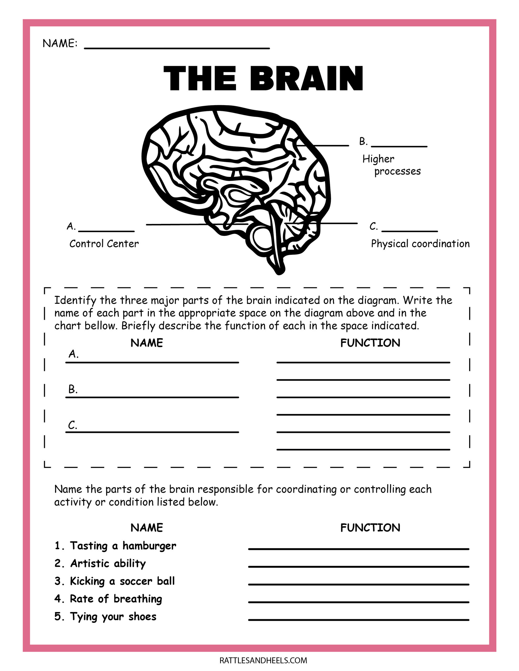 Free Science Worksheets| The Nervous System - Adanna Dill for Free Printable Science Worksheets for Grade 2