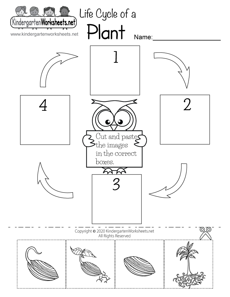 Life Cycle Of A Plant Worksheet - Free Printable, Digital, &amp;amp; Pdf with Free Plant Life Cycle Worksheet Printables