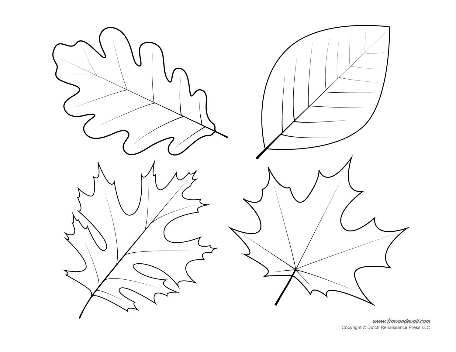 Maple Leaf Drawing Template throughout Free Printable Leaf Coloring Pages