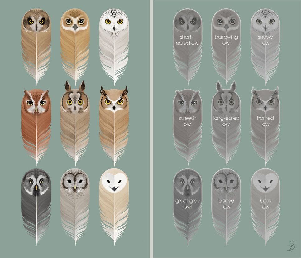 Owl Bookmarks | Owl Feather, Owl, Owl Printables within Free Printable Owl Bookmarks