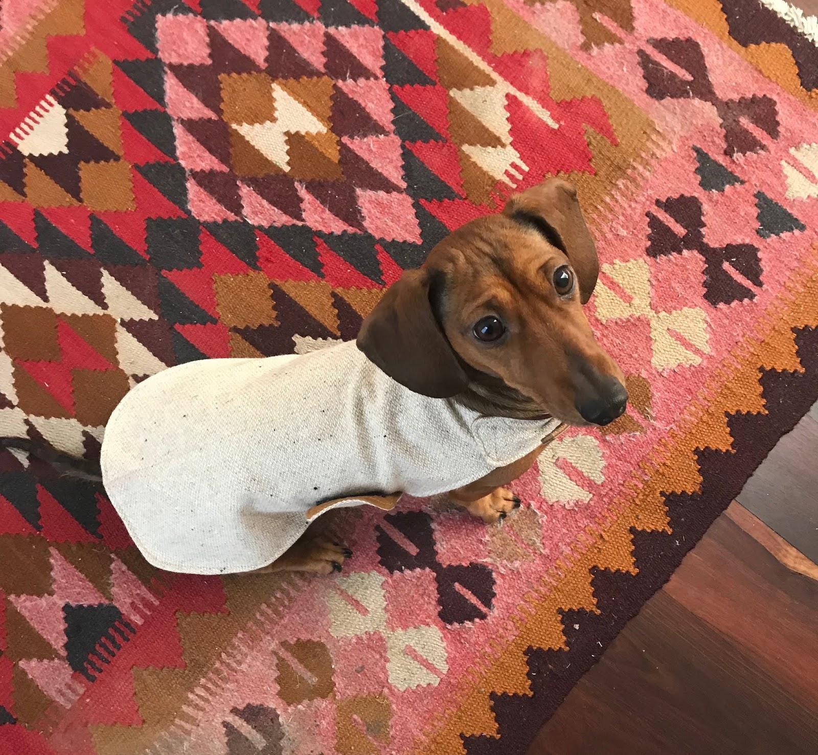 Pattern Freebie: Mini Dachshund Jacket with regard to Free Printable Dachshund Sewing Pattern