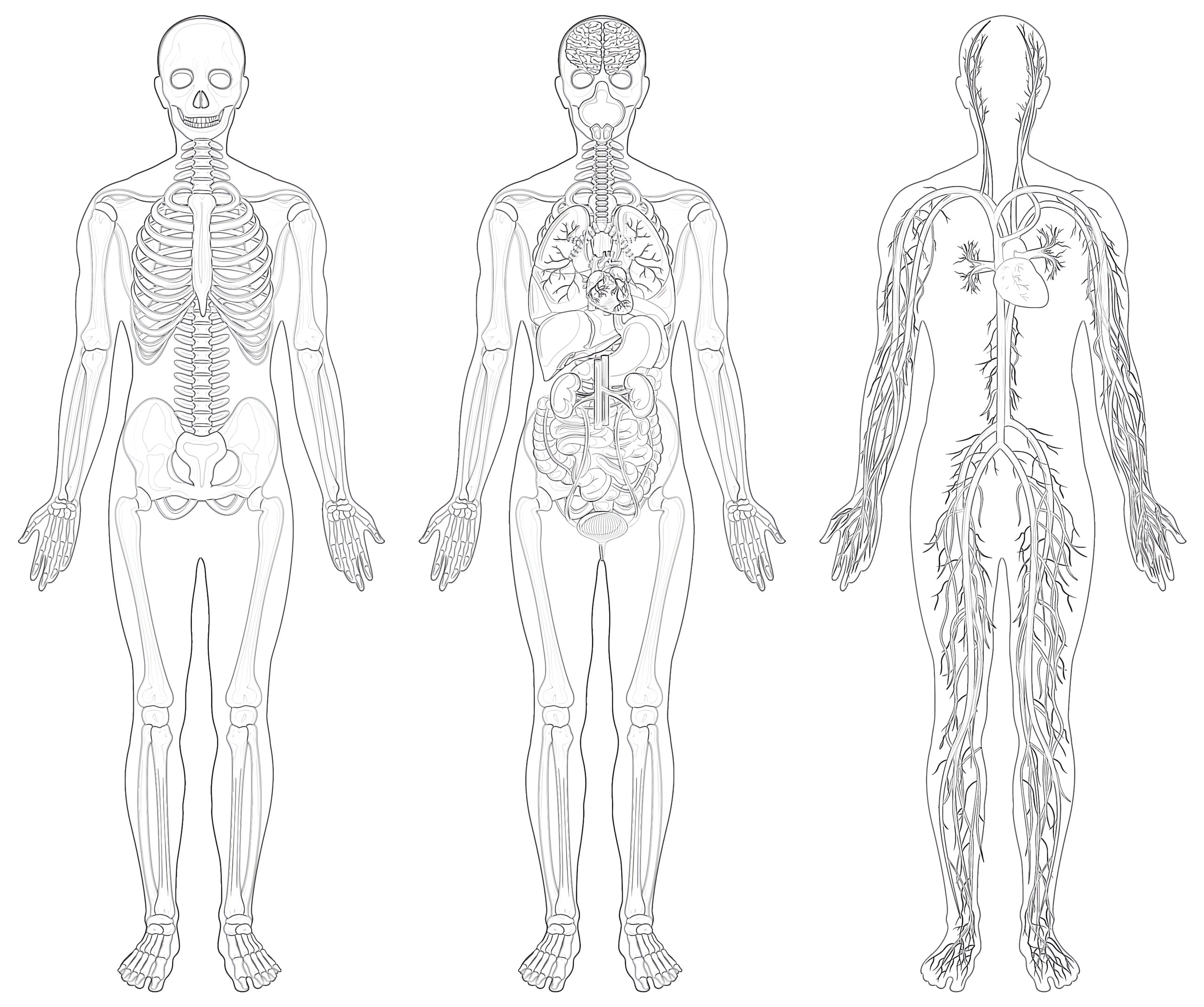 Printable Anatomical Structure Human Coloring Page - Mimi Panda within Free Anatomy Coloring Pages Printable