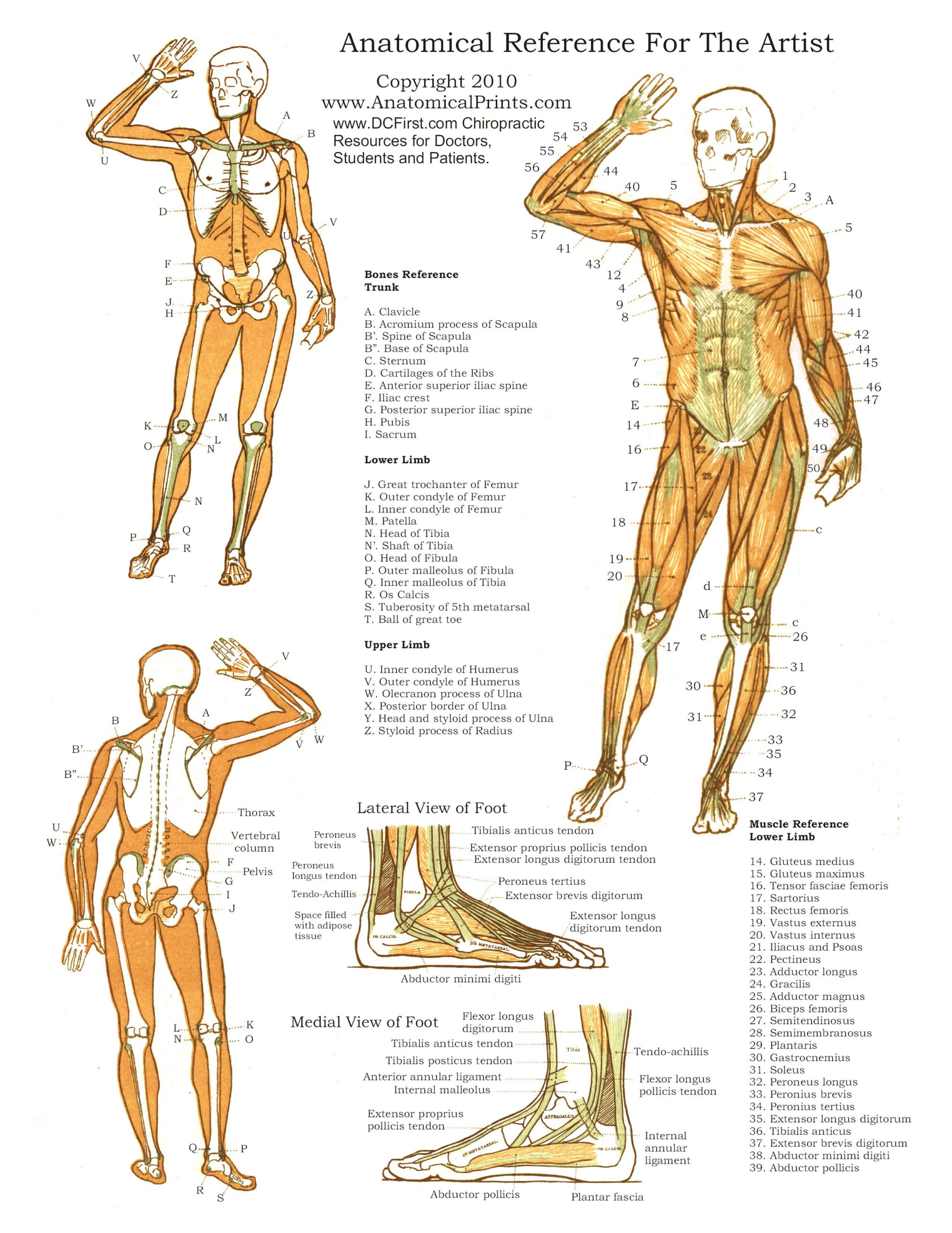 Printable Free Anatomy Study Guides with regard to Free Printable Anatomy Pictures