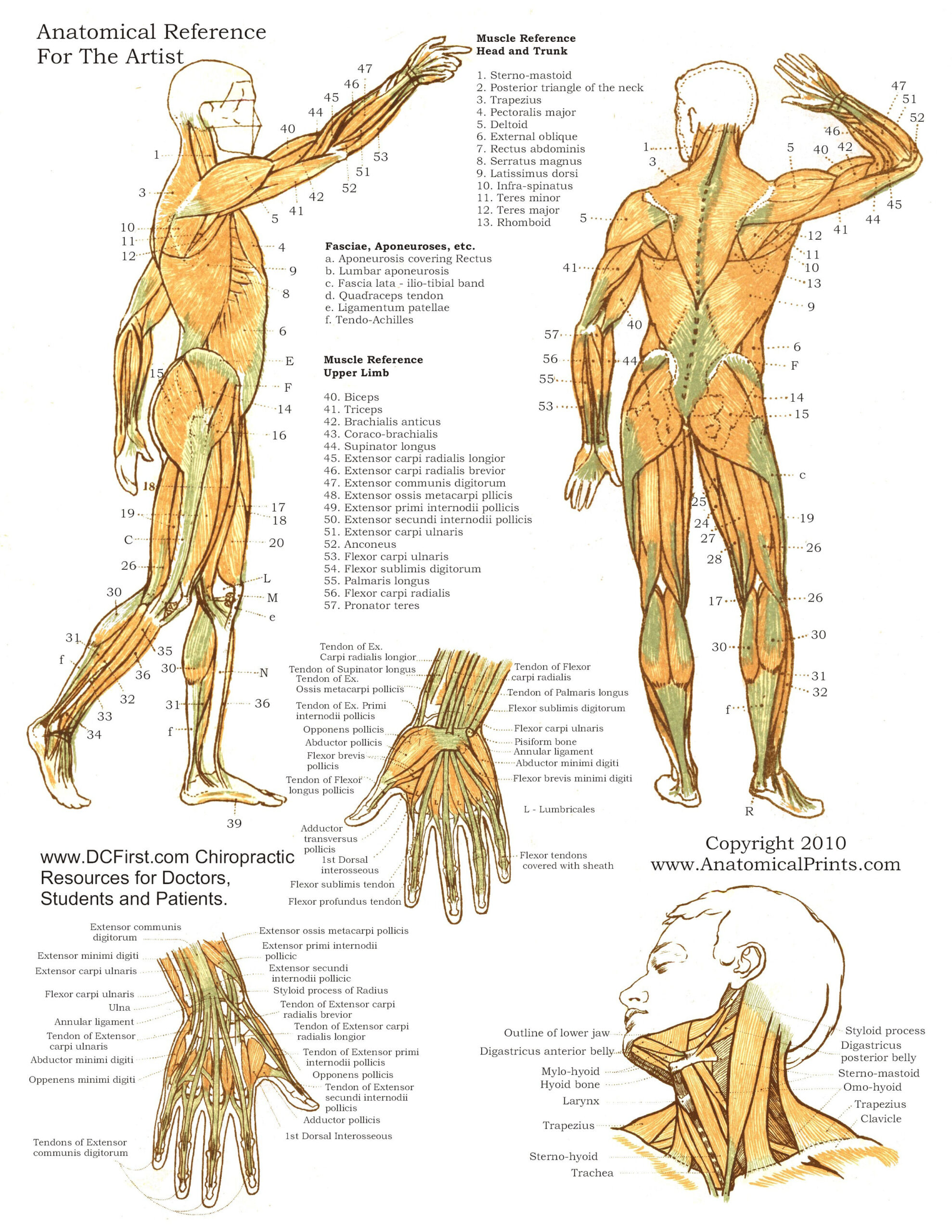 Printable Free Anatomy Study Guides within Free Printable Anatomy Pictures