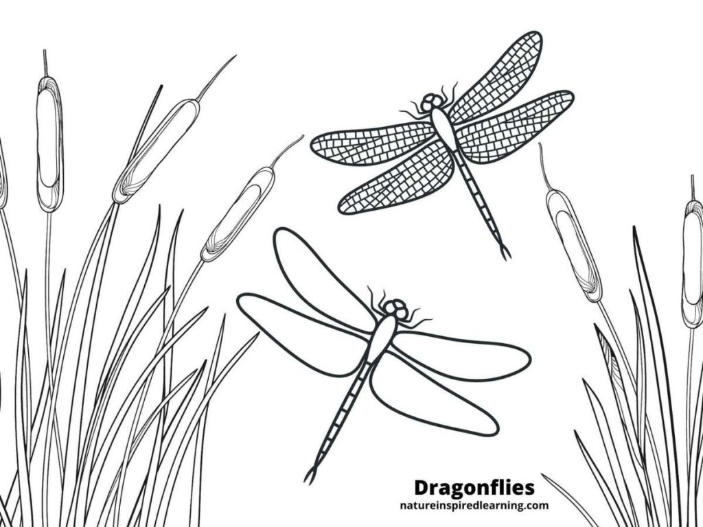 Realistic Dragonfly Coloring Pages - Nature Inspired Learning inside Free Printable Pictures Of Dragonflies