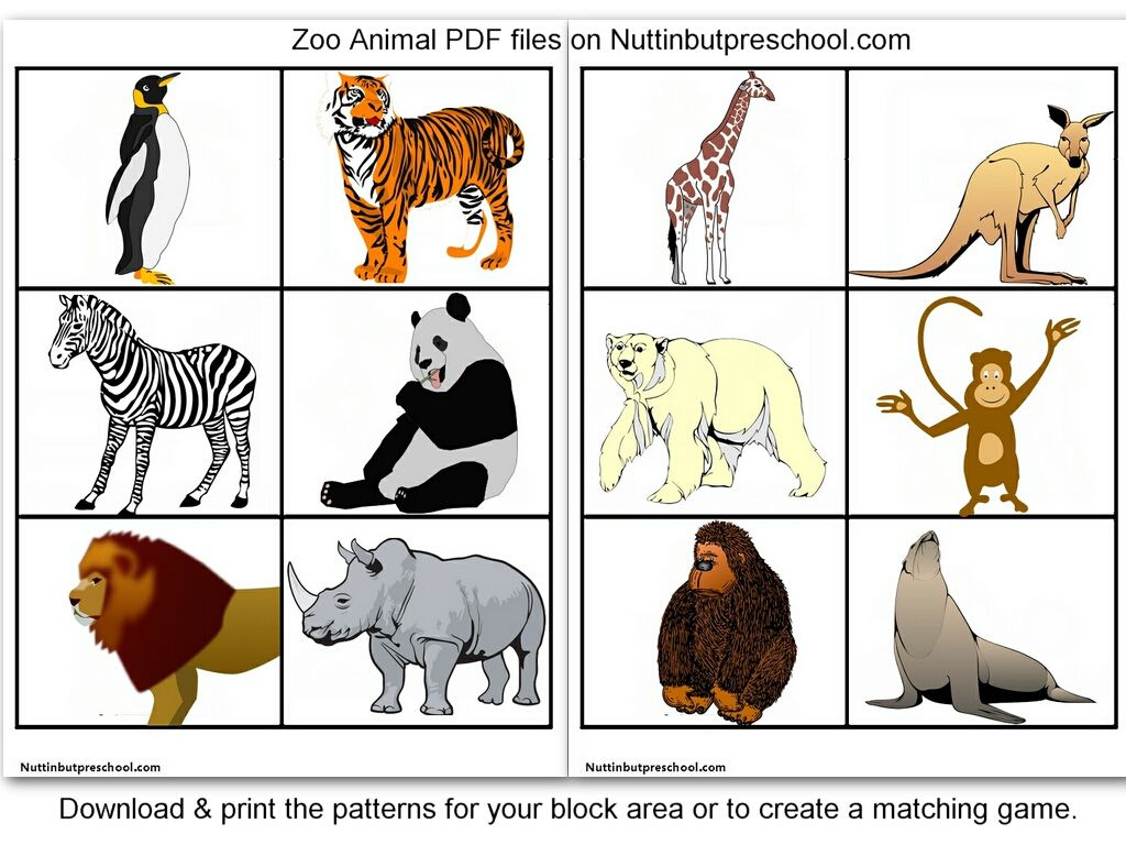 Zoo Animal Pictures For Flashcards | Zoo Animals, Animal regarding Free Printable Pictures of Zoo Animals